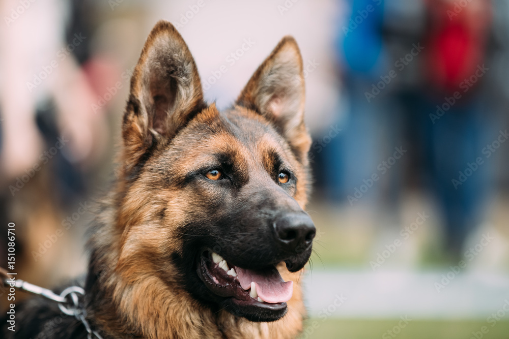 German Shepherd Dog Close Up. Alsatian Wolf Dog Or German Shepherd German Shepherd Dog Close Up. Alsatian Wolf Dog Or German Shepherd