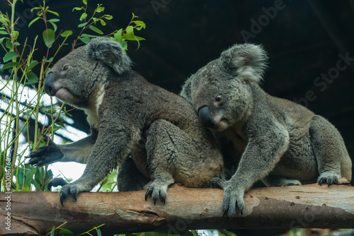 Fototapeta Naklejka Na Ścianę i Meble -  Two Koalas are playing with each other on the branch.
