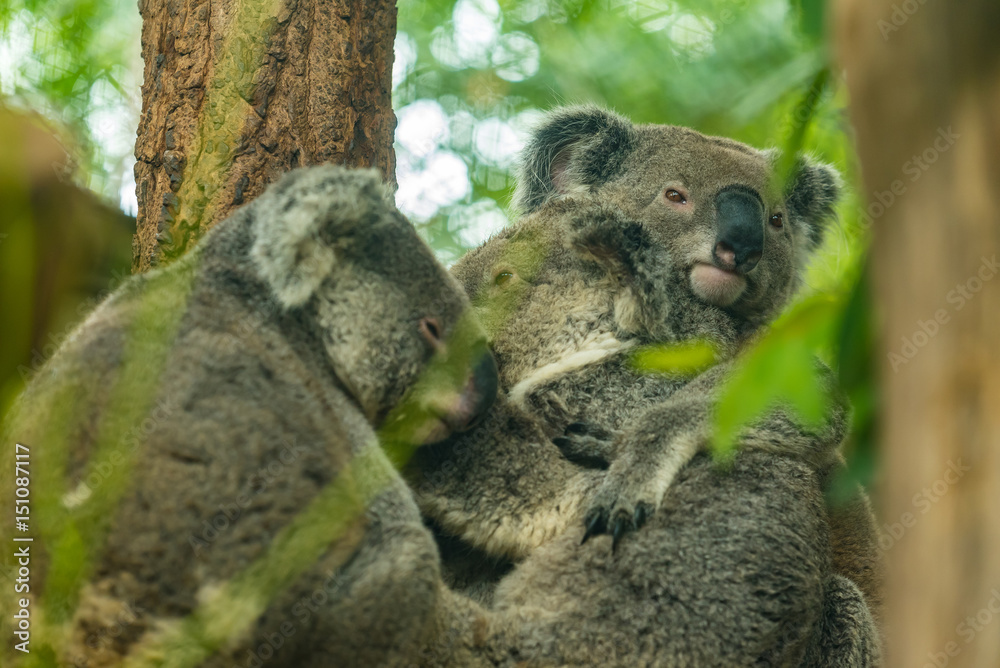 Obraz premium Koala mother is carrying her baby on the tree.