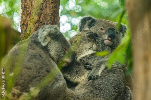 Fototapeta Naklejka Na Ścianę i Meble -  Koala mother is carrying her baby on the tree.
