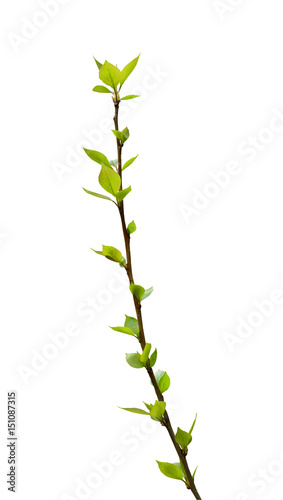 Branch of a poplar with the first foliage isolated on a white background.