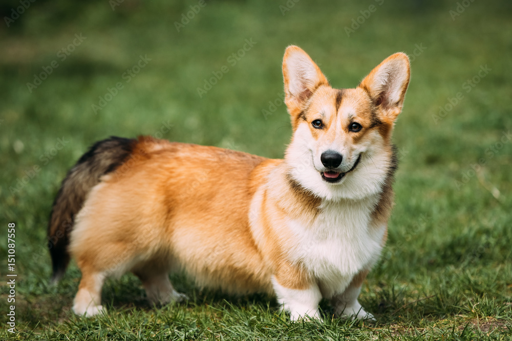 Funny Happy Pembroke Welsh Corgi Dog Playing In Green Summer Grass