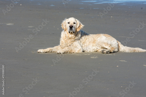 Gorgeous golden retriever relaxing at the beach