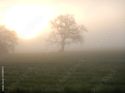 foggy morning with shining sun