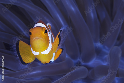 Pesce Pagliaccio
