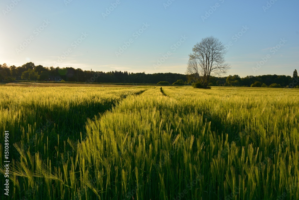 Weizenfeld am Abend