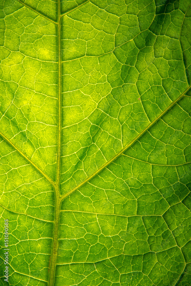 Fototapeta tekstura liści