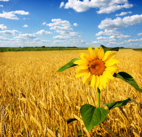 sunflowers in the field of wheat