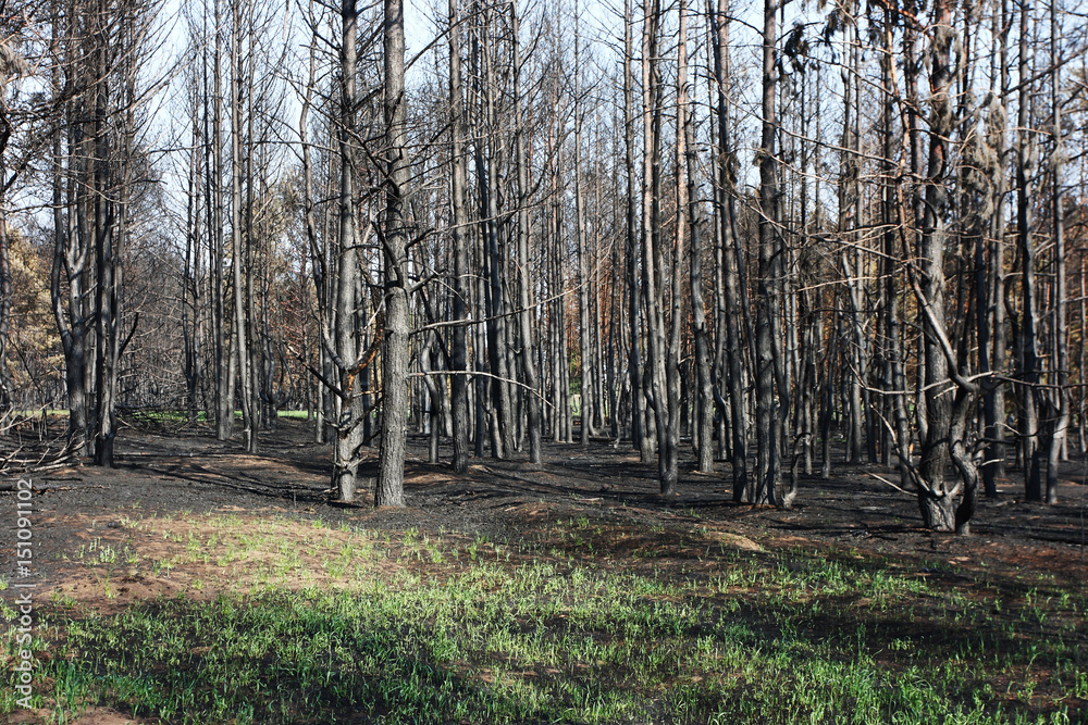 Obraz premium Burnt Scots pine forest in the spring