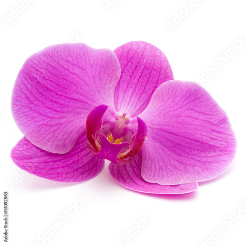 Pink orchid on the white background.