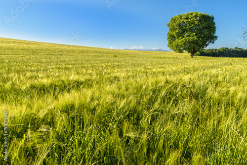 Big tree in a wheat field