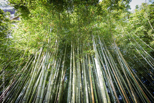 Denses bamboo canes in the Garden of Ninfa in the province of Latina  Italy  Europe