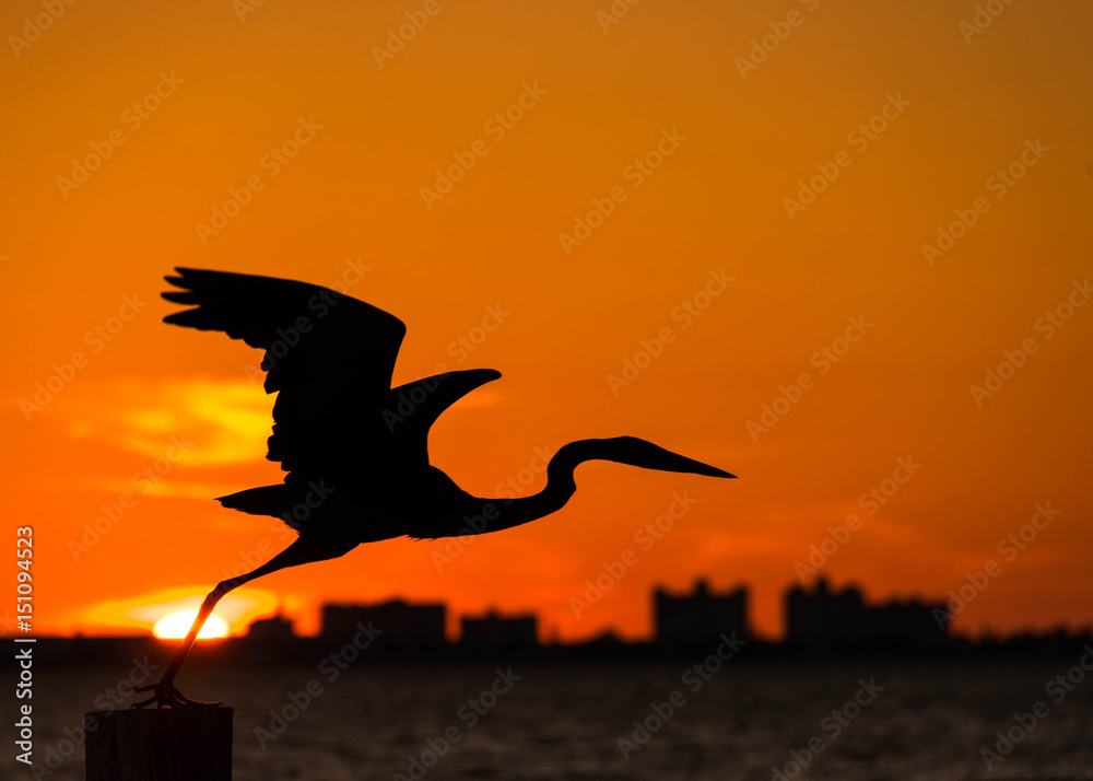 Naklejka Orange sunset silhouette bird great blue heron
