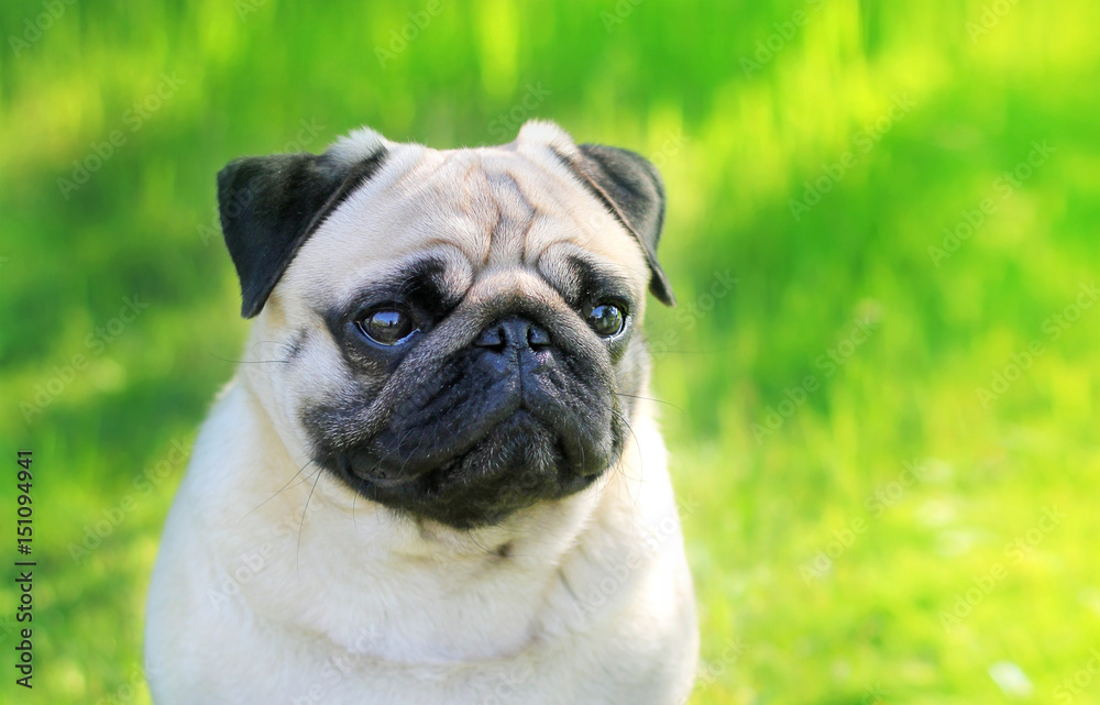 Pug dog portrait purebred isolated on a blurred background of green grass. Blurred space for text