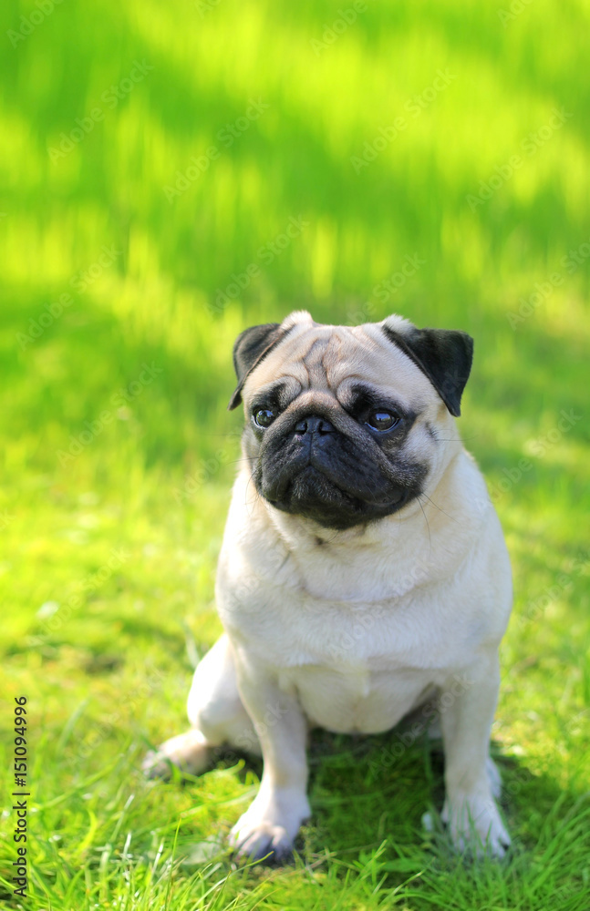 Pug dog portrait purebred sitting on a blurred background of green grass. Blurred space for text