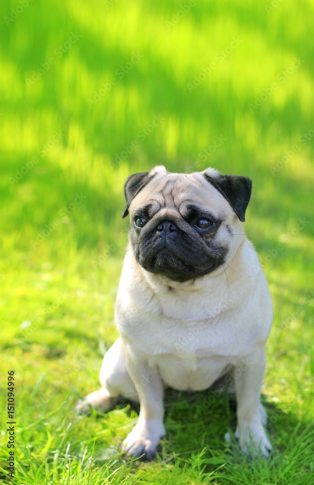 Pug dog portrait purebred sitting on a blurred background of green grass. Blurred space for text Pug dog portrait purebred sitting on a blurred background of green grass. Blurred space for text