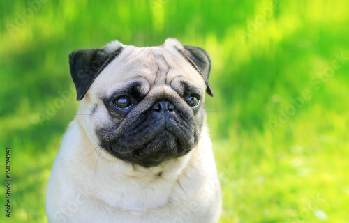 Pug dog portrait purebred isolated on a blurred background of green grass. Blurred space for text