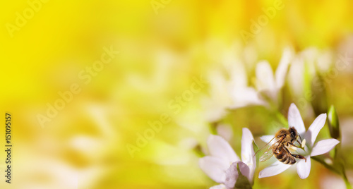 Bee on white flower close up macro while collecting pollen on orange blurred background, banner for website. Panorama. Blurred space for your text.