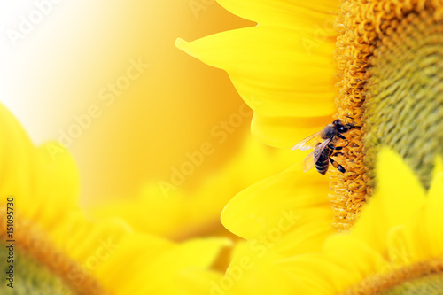 Bee collects nectar from a sunflower flower on orange background.