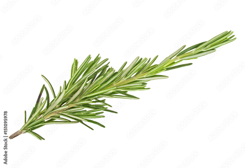Fresh green sprig of rosemary isolated on a white background Fresh green sprig of rosemary isolated on a white background