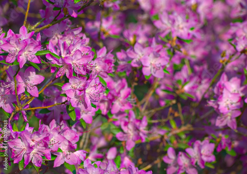 Rhododendron ledebourii, a plant from the family Ericaceae