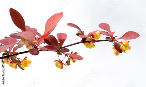Flowering branch of barberry with red leaves and yellow flowers on a white background. Selective focus.
