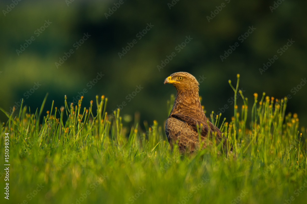 Naklejka premium Lesser spotted eagle (Clanga pomarina) - Orlik krzykliwy