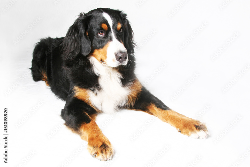 Berner Sennenhund Berner Sennenhund