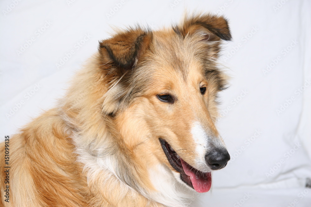 Collie - Langhaarcollie, Kopf und oberer Rumpf im Profil Collie - Langhaarcollie, Kopf und oberer Rumpf im Profil