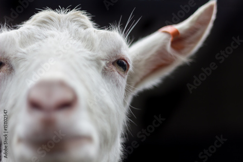 Goat staring you in the eye © Mogzy