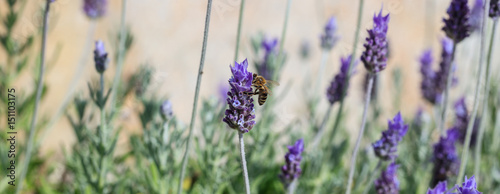 Bee collecting pollen from a lavender flower