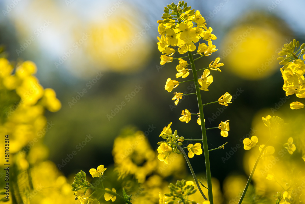Close up of yellow rape blossoms meadow in sunlight Close up of yellow rape blossoms meadow in sunlight