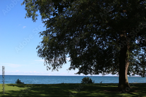 Big tree with beach and blue sky background