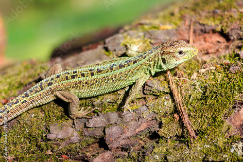 Green forest lizard sitting on a tree. Wild lizard green. Zootoca vivipara. Lacerta.