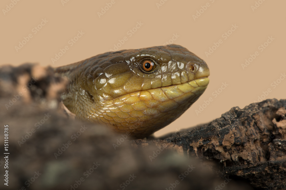 Fototapeta premium Blue Tongued Skink (Tiliqua scincoides chimaerea)/Tanimbar Blue Tongued Skink on large piece of tree bark