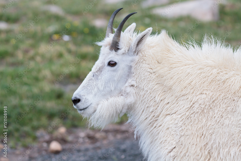 Wild Mountain Goats of the Colorado Rocky Mountains Wild Mountain Goats of the Colorado Rocky Mountains