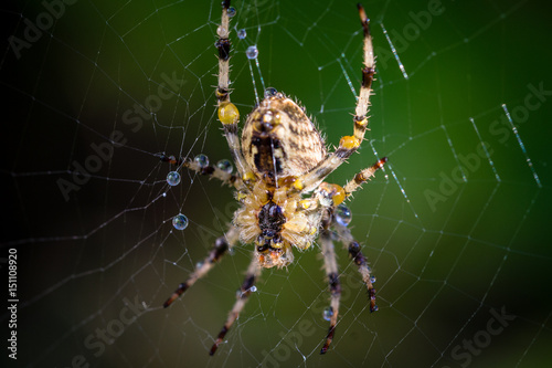 Wet Garden Spider