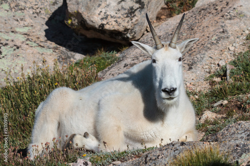 Wild Mountain Goats of the Colorado Rocky Mountains