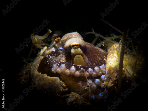 Wonderpus octopus - Wunderpus photogenicus hunting crab photo