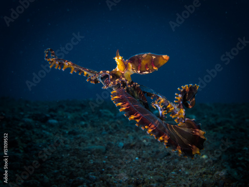 Wonderpus octopus - Wunderpus photogenicus hunting crab photo