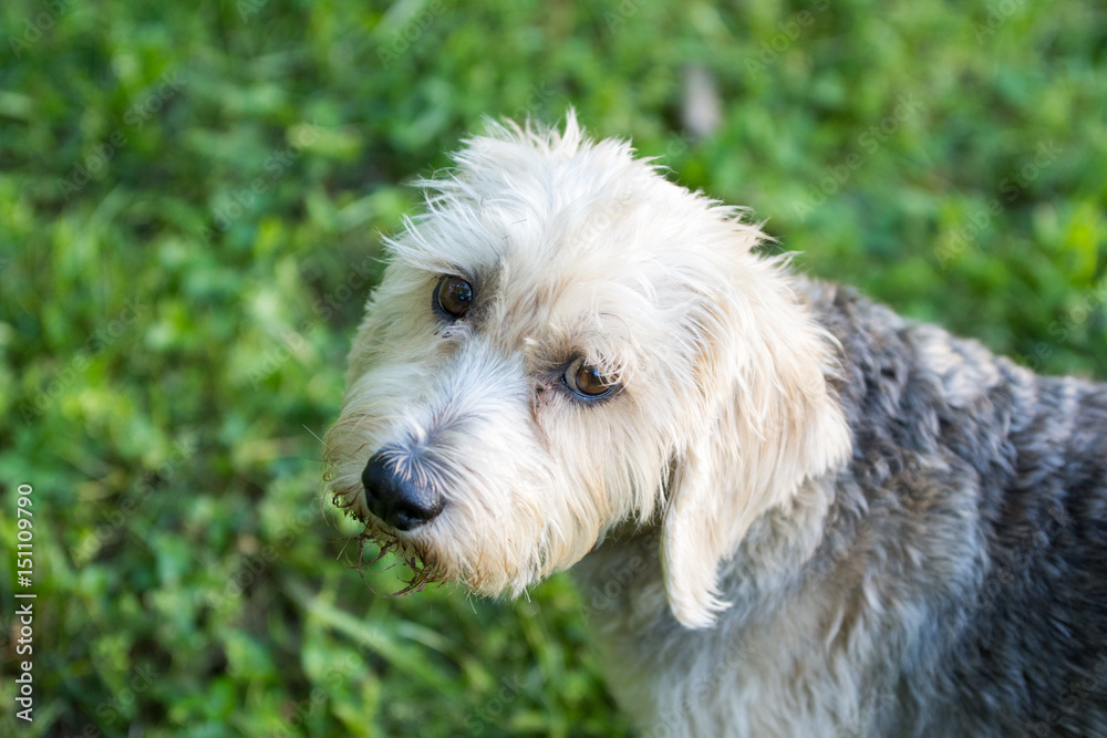 Beautiful white terrier looking at the camera wanting to play Beautiful white terrier looking at the camera wanting to play