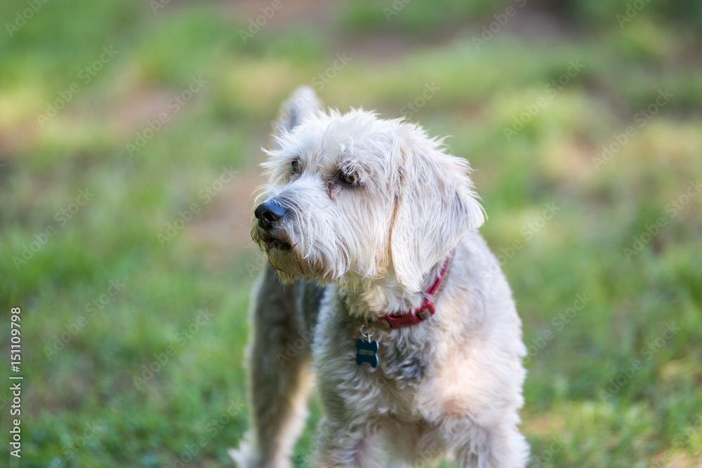 An adorable white fluffy dog being attentive