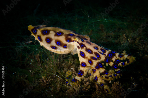 Blue ringed octopus - Hapalochlaena lunulata photo