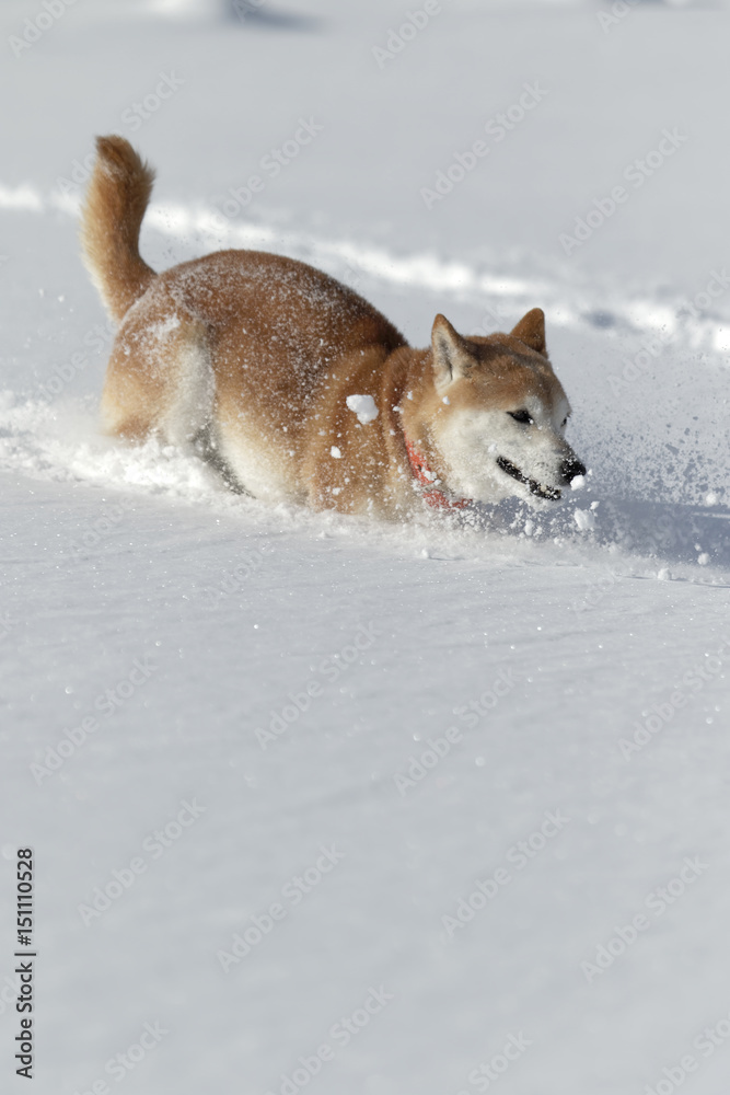 冬の柴犬 冬の柴犬
