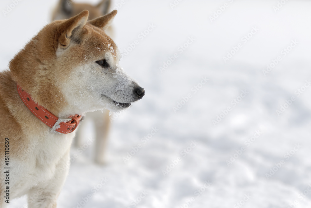 冬の柴犬 冬の柴犬