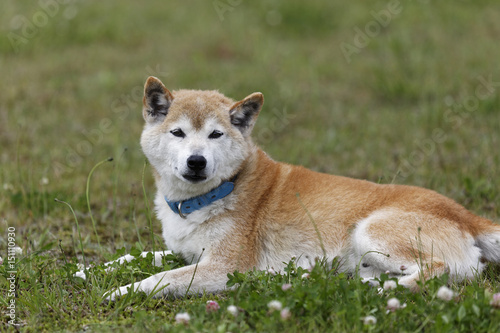 野原で遊ぶ柴犬 © mannpuku