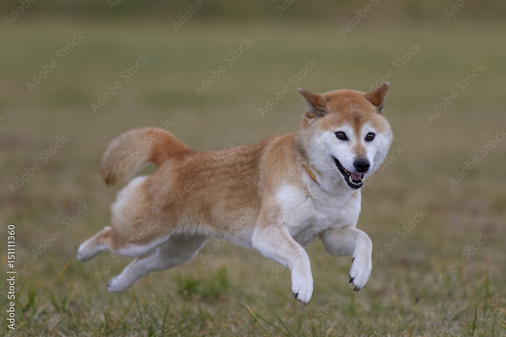 野原で遊ぶ柴犬