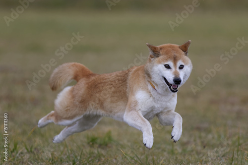 Fototapeta Naklejka Na Ścianę i Meble -  野原で遊ぶ柴犬