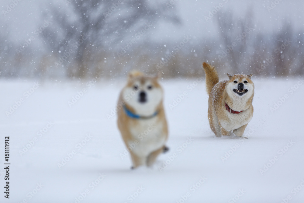 雪と柴犬