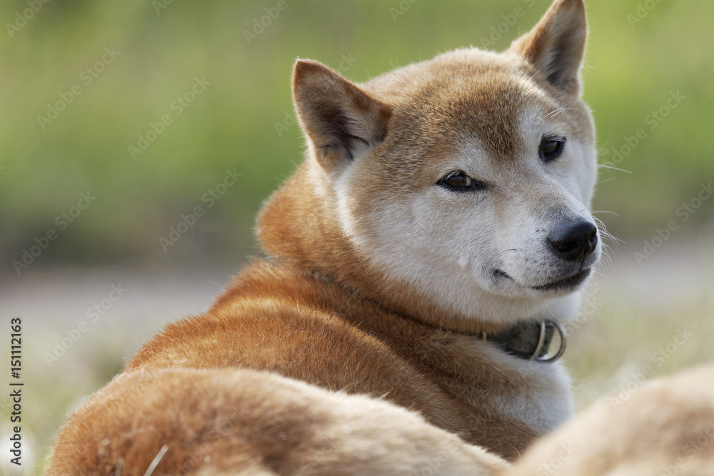 野原で遊ぶ柴犬